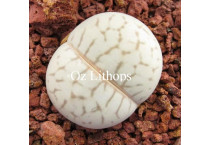 Others - Seed